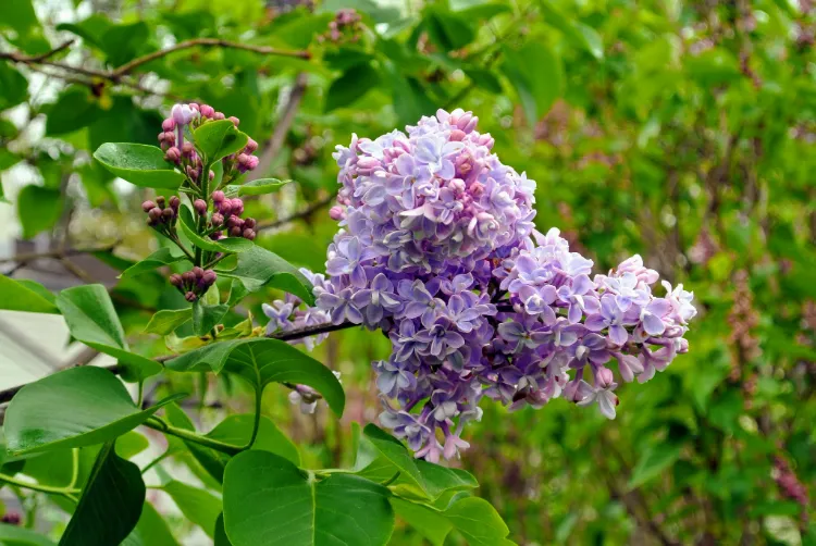 quelles plantes floraison précoce ne pas tailler en avril mai lilas