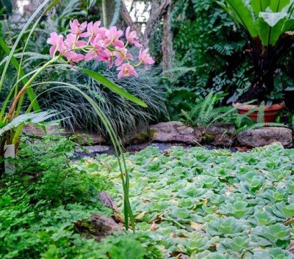 quelles plantes mettre autour d'un bassin exterieur eau jardin especes vivaces feuillage persistant terrain humide