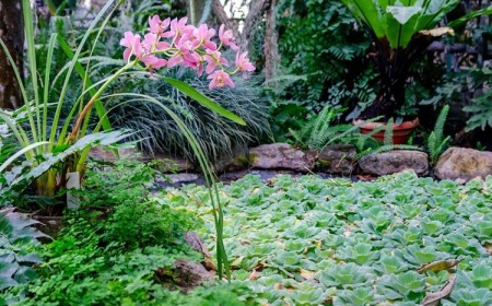 quelles plantes mettre autour d'un bassin exterieur eau jardin especes vivaces feuillage persistant terrain humide