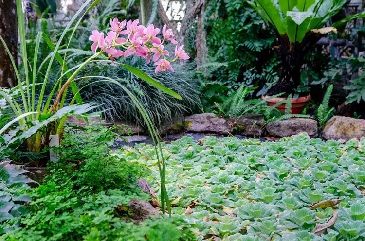 quelles plantes mettre autour d'un bassin exterieur eau jardin especes vivaces feuillage persistant terrain humide