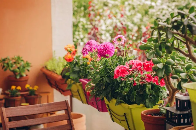 quelles plantes pour balcon sans arrosage plante pour balcon plein soleil