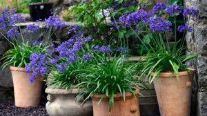 quelles plantes vivaces a mettre en pot exterieur jardin balcon terrasse soleim mi ombre