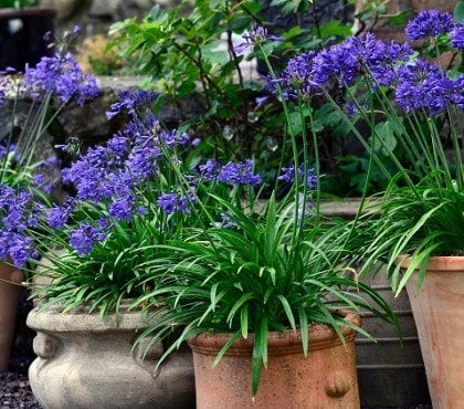 quelles plantes vivaces a mettre en pot exterieur jardin balcon terrasse soleim mi ombre