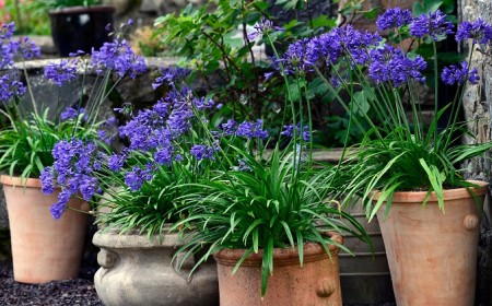 quelles plantes vivaces a mettre en pot exterieur jardin balcon terrasse soleim mi ombre