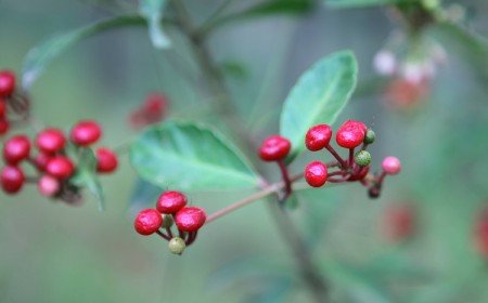 quelles sont les plantes contre le cancer selon les scientifiques liste 10 espèces