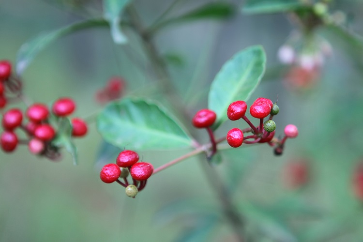 quelles sont les plantes contre le cancer selon les scientifiques liste 10 espèces