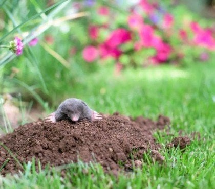 quelles sont les plantes contre les taupes