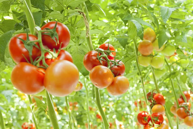 quelles sont les tomates les plus productives 2023
