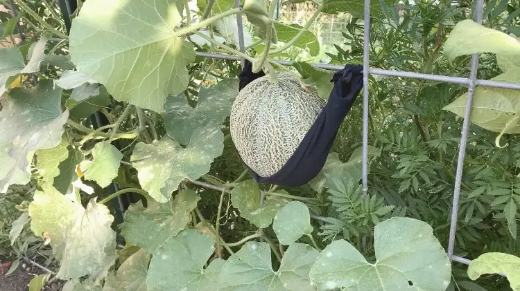 quels légumes planter potager vertical melons support hamac culture