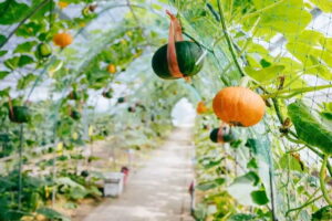quels légumes potager vertical courges courgettes citrouilles culture hauteur