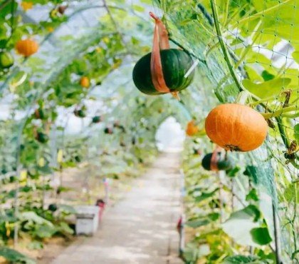 quels légumes potager vertical courges courgettes citrouilles culture hauteur