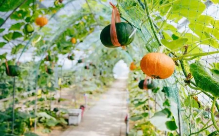 quels légumes potager vertical courges courgettes citrouilles culture hauteur