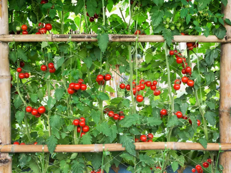 quels légumes potager vertical tomates variétés culture hauteur