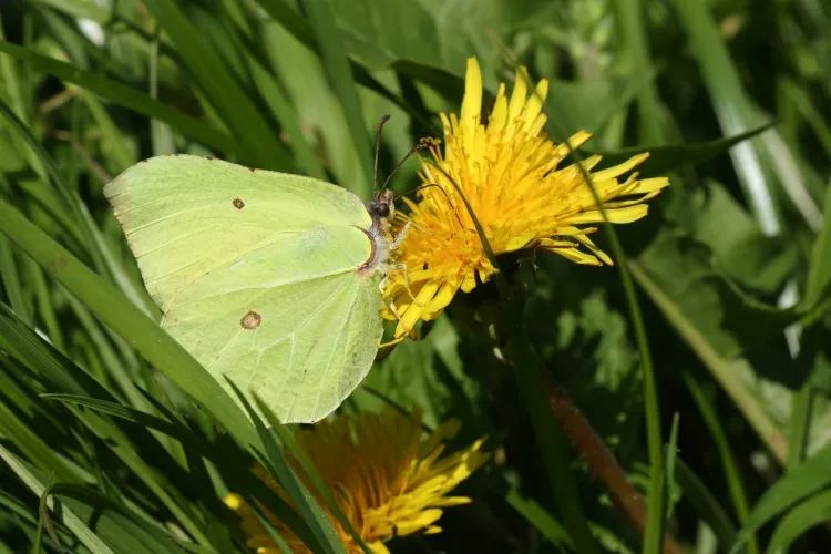 qu'est ce qui attire les papillons éviter pesticides insecticides jardiner bio laisser pelouse