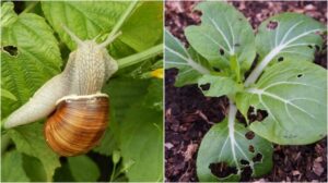 remède de grand mère contre les limaces et les escargots