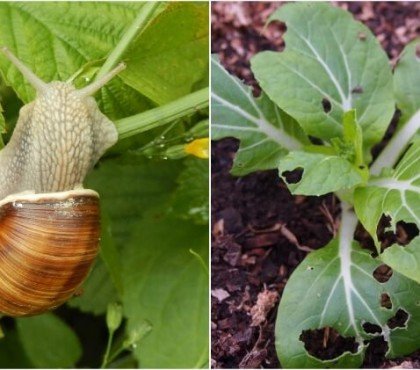 remède de grand mère contre les limaces et les escargots