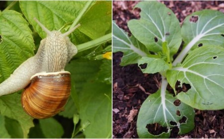 remède de grand mère contre les limaces et les escargots