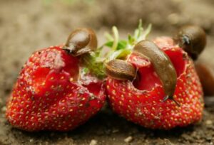 remède de grand mère contre les limaces qui mangent les fraises