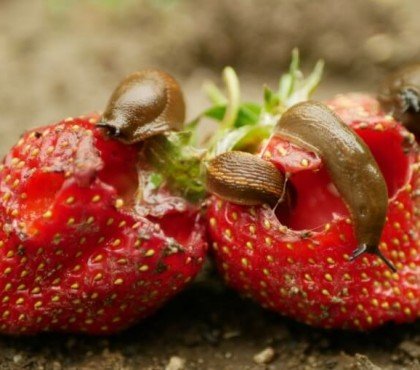 remède de grand mère contre les limaces qui mangent les fraises