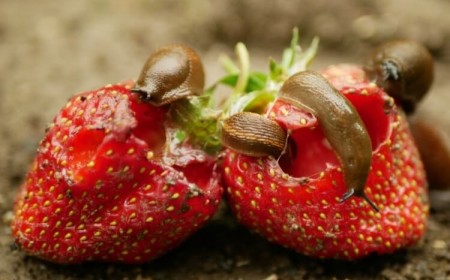 remède de grand mère contre les limaces qui mangent les fraises