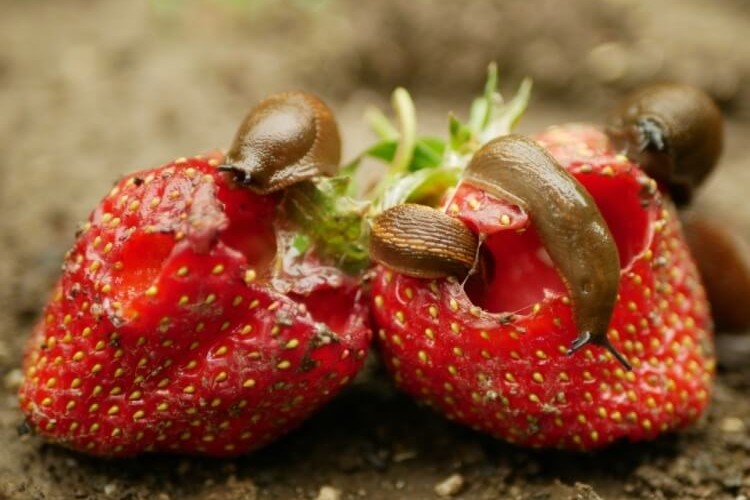 remède de grand mère contre les limaces qui mangent les fraises