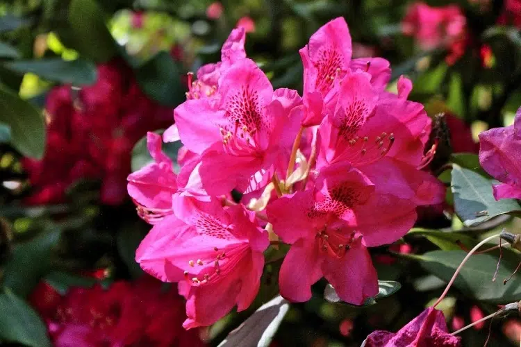 rhododendron engrais naturel