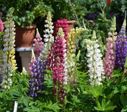 selection photos plantes vivaces fleuries toute l'année en pot jardiniere ou pleine terre jardin sans entretien