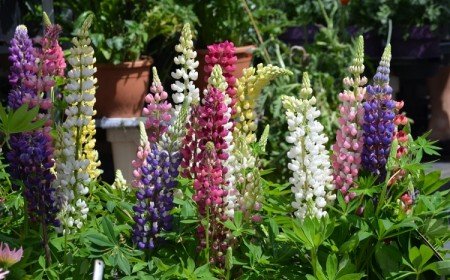 selection photos plantes vivaces fleuries toute l'année en pot jardiniere ou pleine terre jardin sans entretien