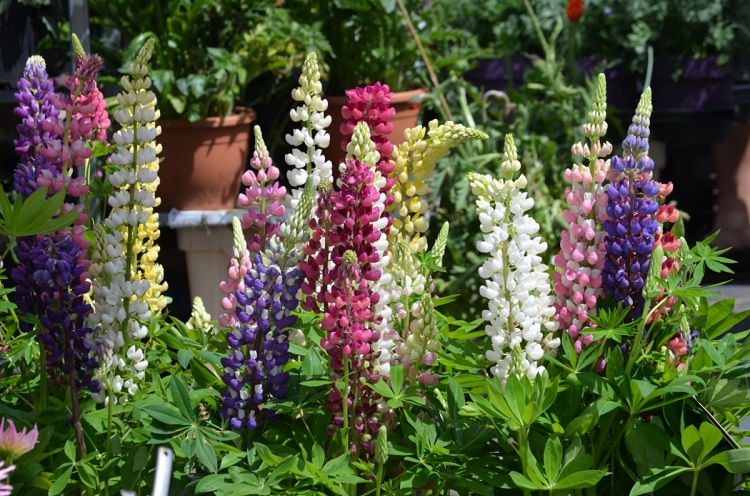selection photos plantes vivaces fleuries toute l'année en pot jardiniere ou pleine terre jardin sans entretien