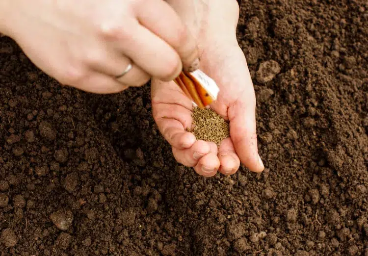 semer les carrotes en bac ou en pleine terre