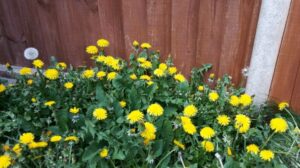 solution traitement détruire supprimer enlever pissenlits pelouse gazon mauvaises herbes jardin printemps