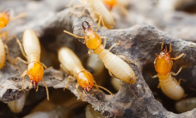 solutions naturellles contre les termites 2023