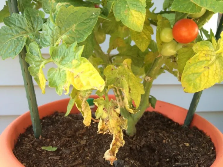 traitement feuilles jaunes tomates sel epsom