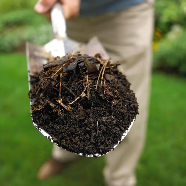 utiliser le compost comme paillis au pied des arbres fruitiers