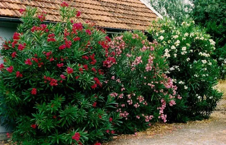 utiliser marc de café comme engrais naturel pour laurier rose oléandre