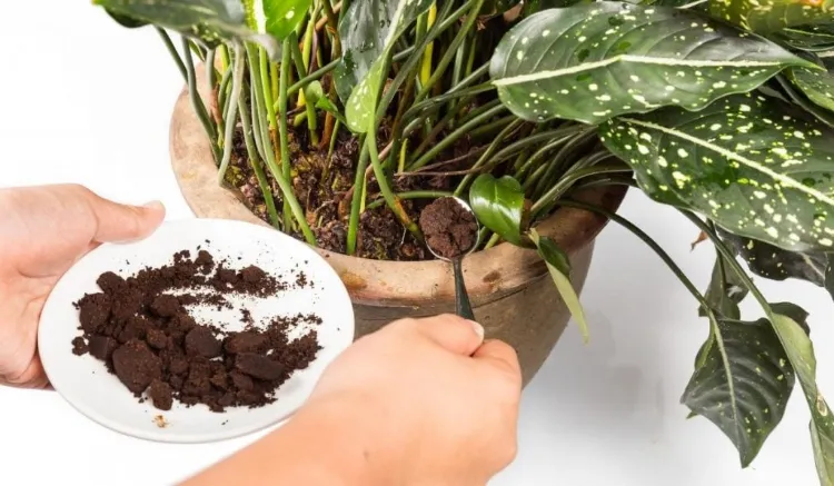 utiliser marc de café comme engrais pour quelles plantes intérieur