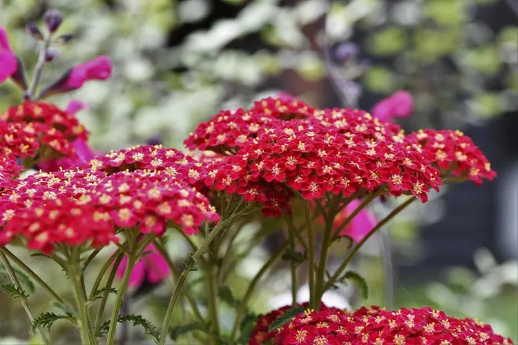 achillée millefolium ‘braise’ fleurs qui fleurent tout l'été
