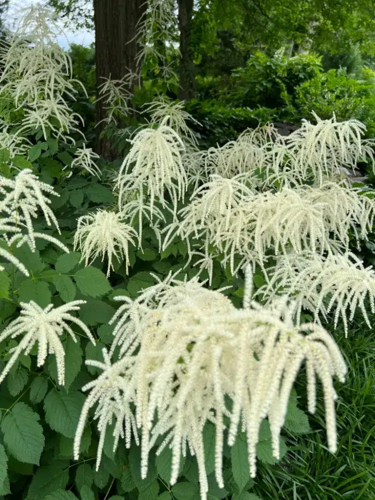 barbe de bouc arbuste à floraison spéctaculaire blanche