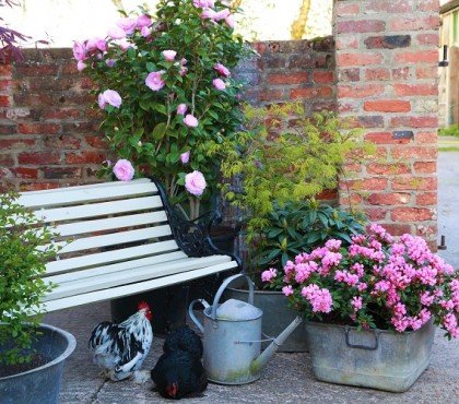 camélia en pot arbuste ornemental vivace à fleurs roses