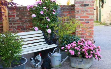 camélia en pot arbuste ornemental vivace à fleurs roses