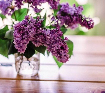 comment conserver les lilas en vase plus longtemps coupe naturelles dans fleurs garder du astuces idees