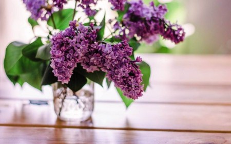 comment conserver les lilas en vase plus longtemps coupe naturelles dans fleurs garder du astuces idees