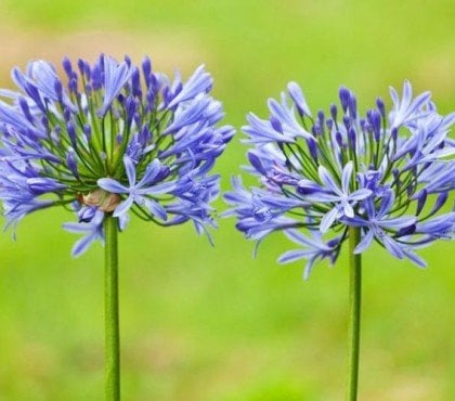 comment couper les feuilles des agapanthes faut il couper en hiver printemps quand pourquoi tailler en pot jardin balcon conseils 2023 jardinier engrais