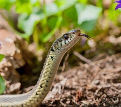 comment éloigner les serpents du jardin avec des astuces de grand mère