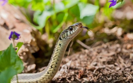 comment éloigner les serpents du jardin avec des astuces de grand mère