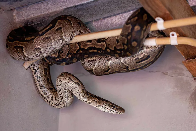 comment empêcher les serpents de rentrer dans la maison comment utiliser la javel contre les serpents jardin maison odeurs attirer répulsif