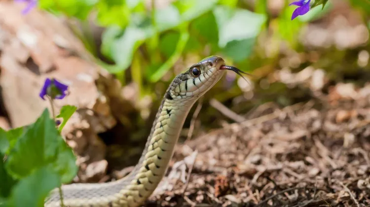 comment faire fuir les serpents de son jardin avec des méthodes écolos