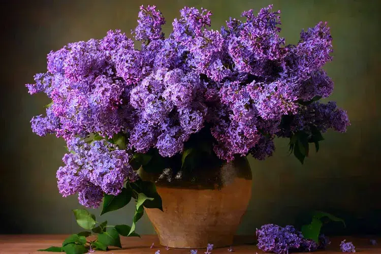 comment garder le lilas une fois coupé comment conserver les lilas en vase plus longtemps coupe naturelles dans fleurs garder du astuces idees