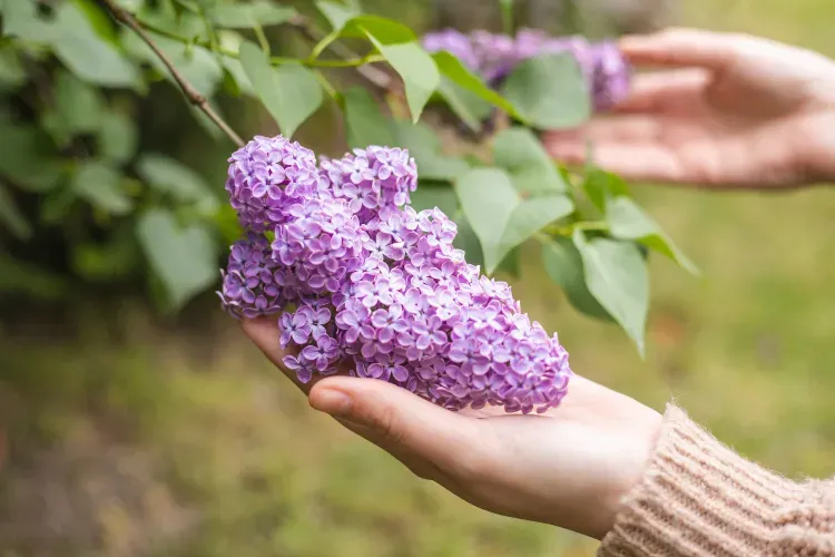 comment garder le lilas une fois coupé comment conserver les lilas en vase plus longtemps coupe naturelles dans fleurs garder du astuces
