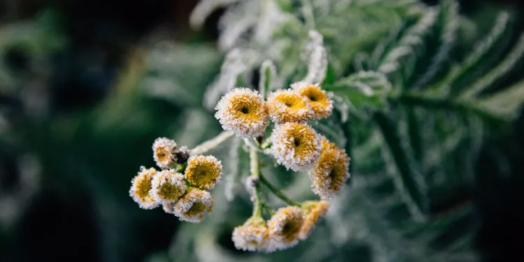 comment protéger les plantes pendant la période dates saints de glace 2023 plantes chaleur periode meteo jardinage conseils gel froid